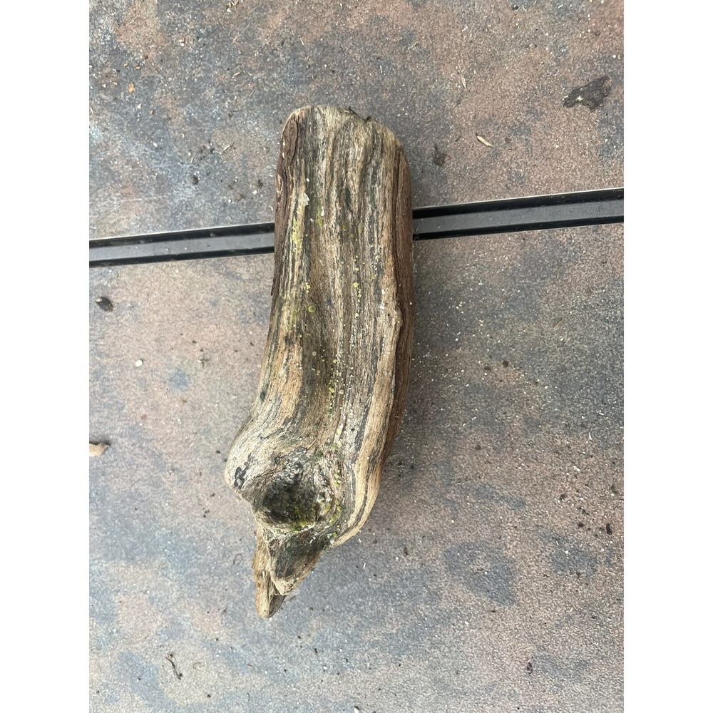 Natural Driftwood for Plants Terrarium‎ Taxidermy Art Projects - Picture 2 of 4
